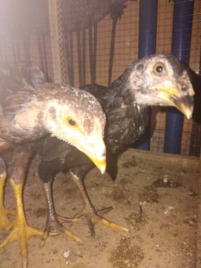 Urgently 5 lasani aseel chicks hens