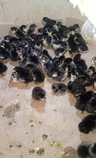 Australorp Chicks