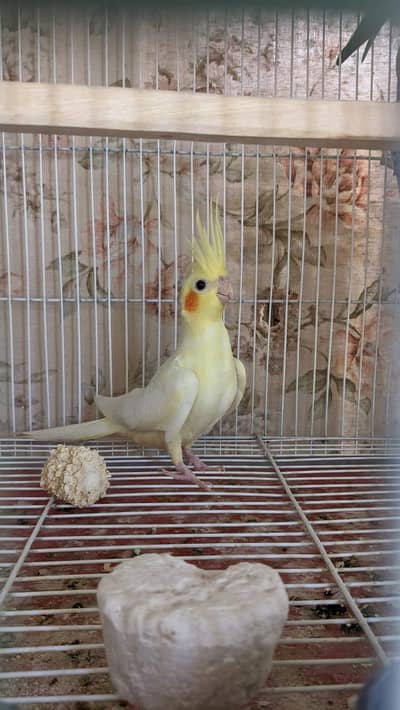Cockatiel For Sale | 8 months