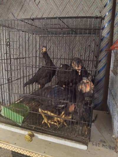 100% pure lasani chicks sell