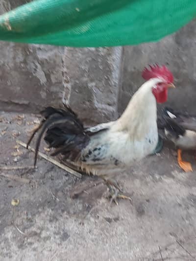 egg laying hen pair for sale
