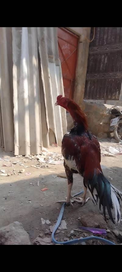 Full Aseel SB Jor mazboot Mashallah ptha hy 2 mirghy Hain isliye bech