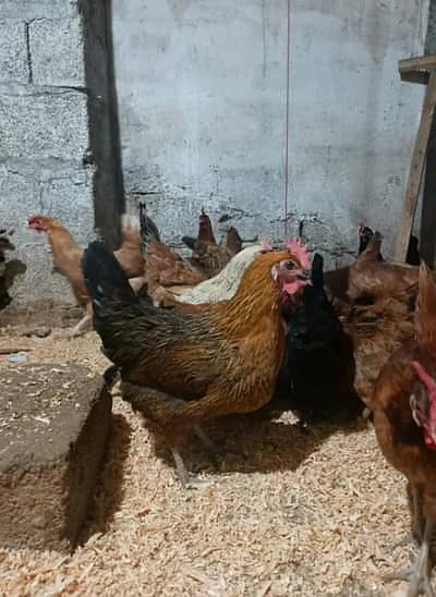 golden misri | desi murghi | Ande wali murgiyan | eggs laying hens