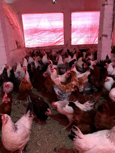 Australorp rir fayoumi lohmman brown Golden misri