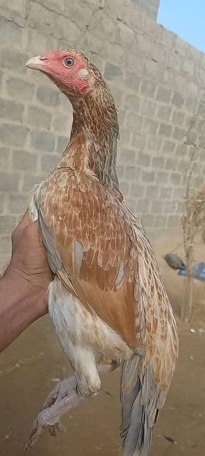 Mianwali Aseel Murghi