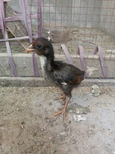 Pure Sindhi Aseel Chicks Heera