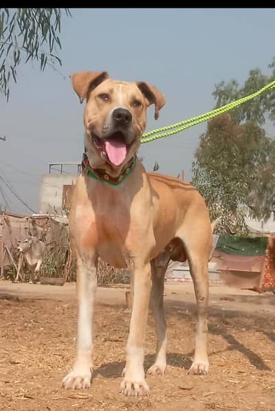 bully guldang male for sale age 12 months  available