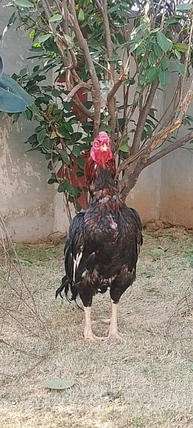 aseel murga for sale