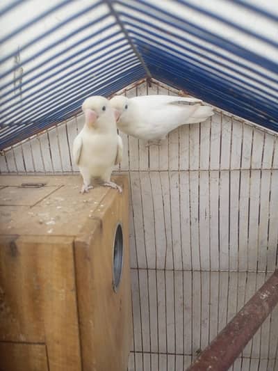 albino black eyes + cage box