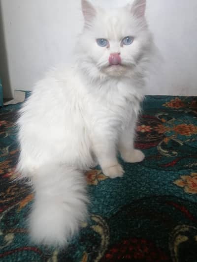 Snow White Blue-Eyed Persian Female – Loving Home Needed