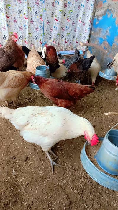 Golden misri murgiyan  ande dene wali murgiyan