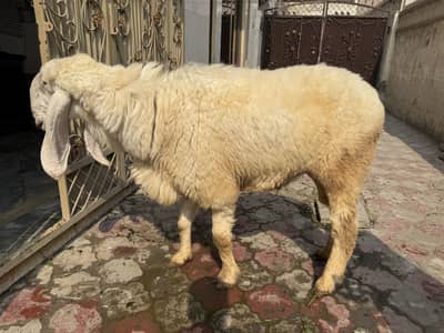 Chatra kajla for sale