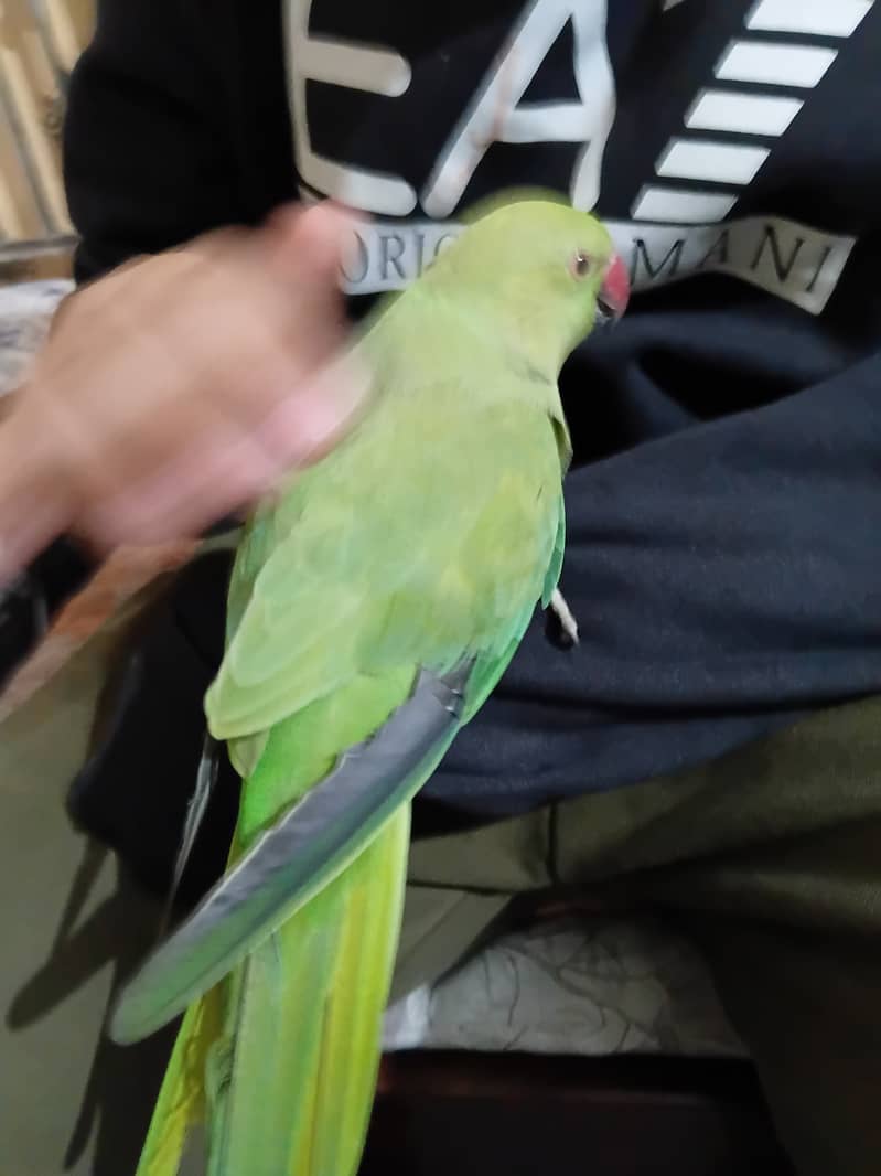 Parrot 1
