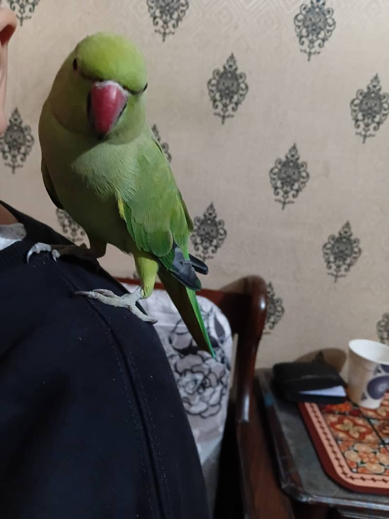 Parrot 2