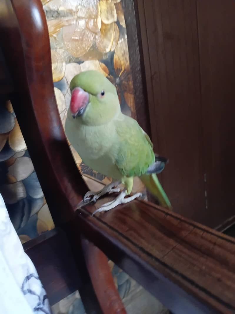 Parrot 4