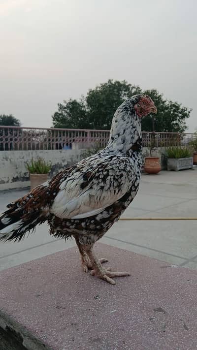 I m selling my aseel mianwali madi