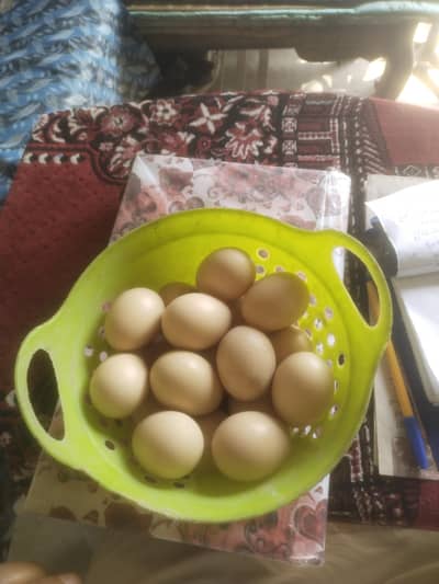 Desi eggs