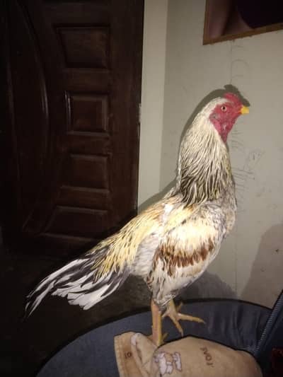 Aseel Patha for sale full ready