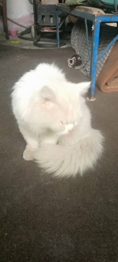 cute cat white persian cat