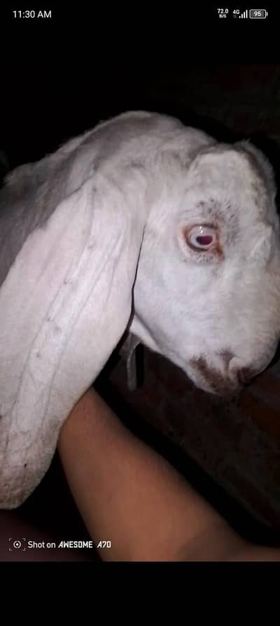 dedh kilo dudh narma di Sath hai to 4ft. hight