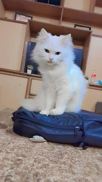 Persian Male Cat