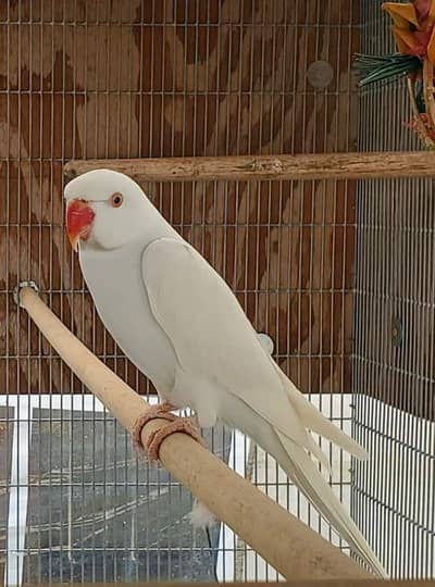 White Ring Neck Red Eyes Female