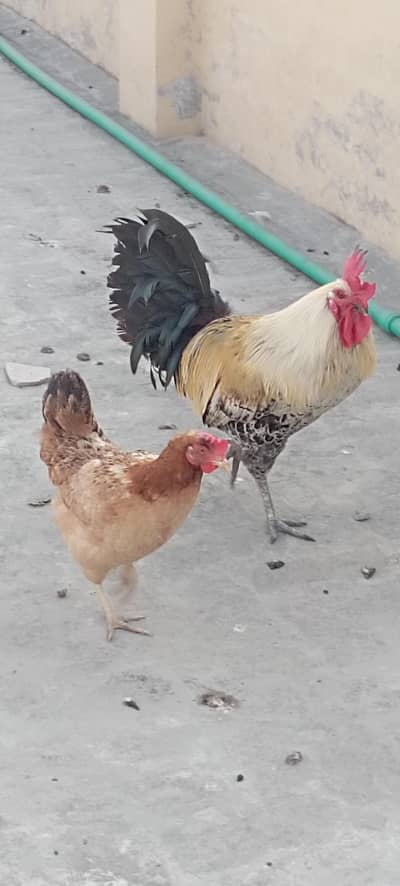 Desi Hens For sale Whattapp.