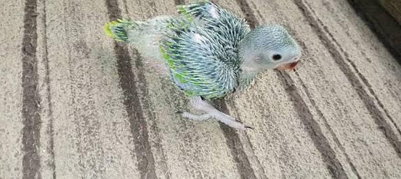 Green Ringnck Chick's For Sale