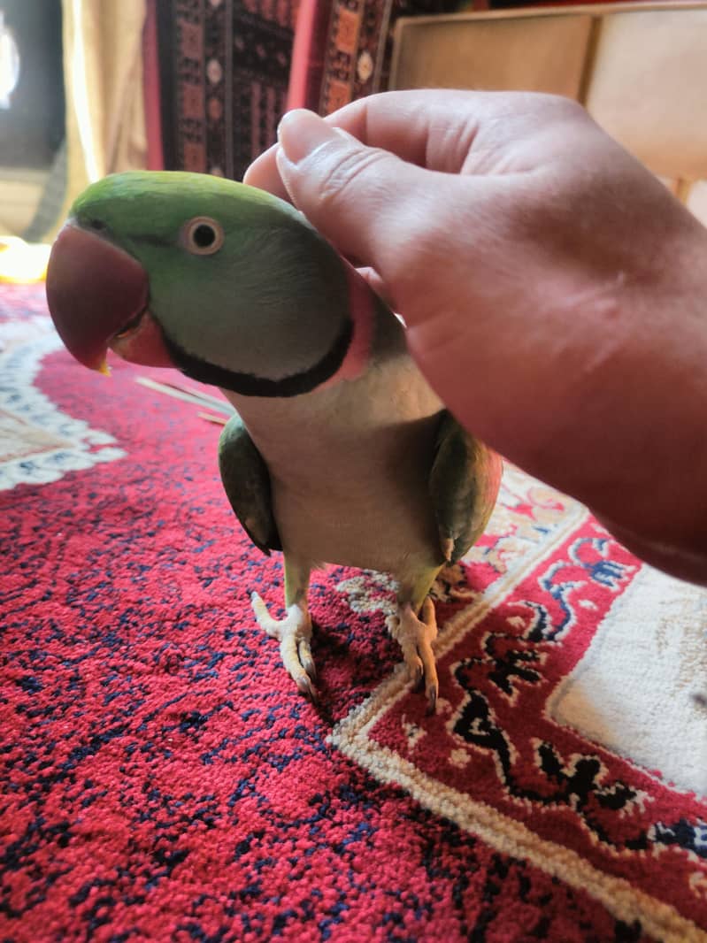 Raw Parrot Talking ful handtamed very friendly neat and clean big size ...
