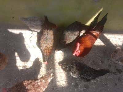 desi ghr ki murgiyan ghr ki palli hoi for sale