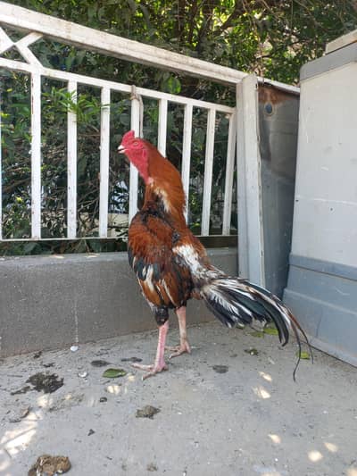 high quality male and females are for sale