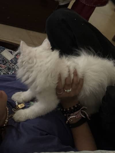 Healthy, active vaccinated and naughty kittens