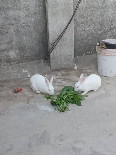 Rabbits pair for sale one time breed kr chuky hn