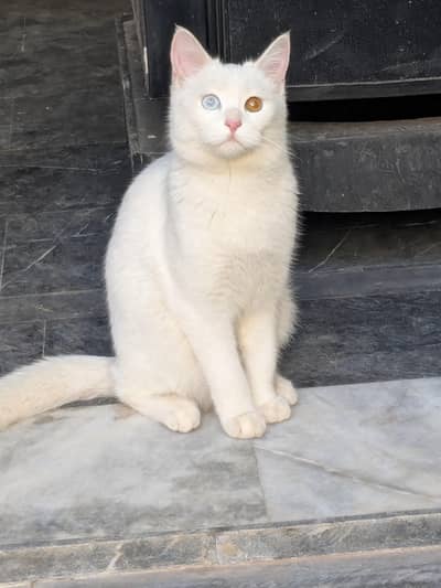 Russian cat free for all not price