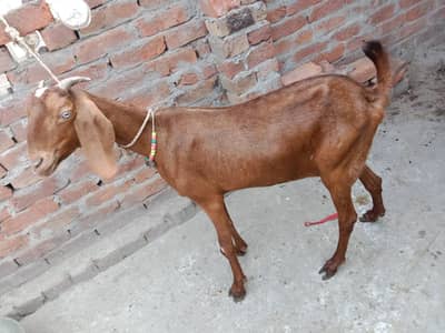 Beetal bakri | bakri | Goat | desi bakri for sale