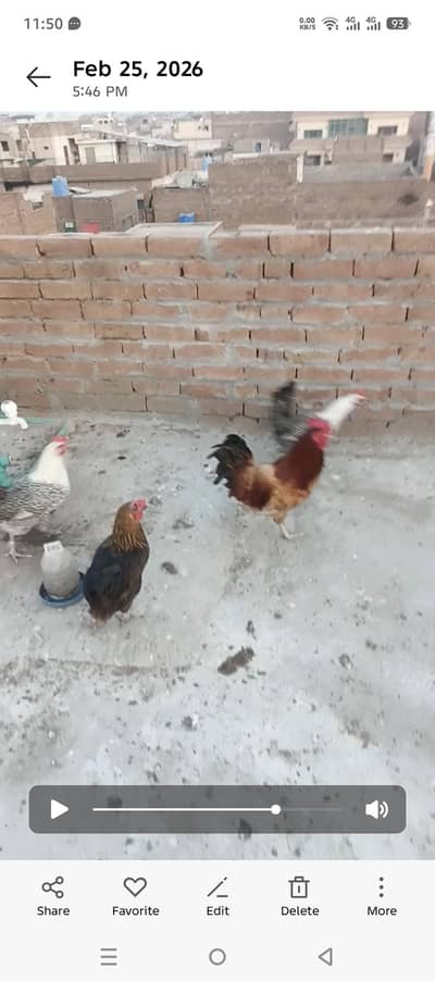 hen for sell