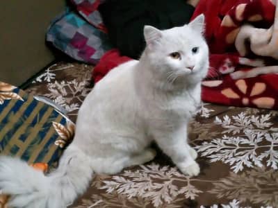 odd eyes  stud male for sale 03((20))021))5670))