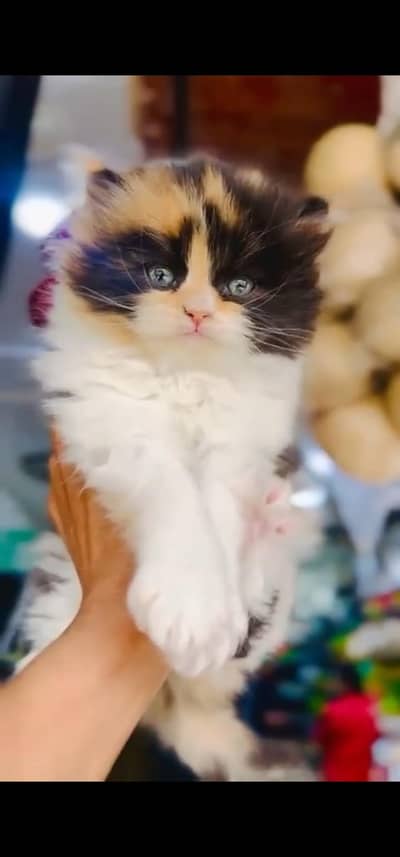 Quality Persian Punch face cat & kitten is 03477878702 WhatsApp