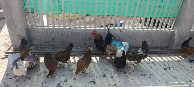 healthy and active egg laying 11 female