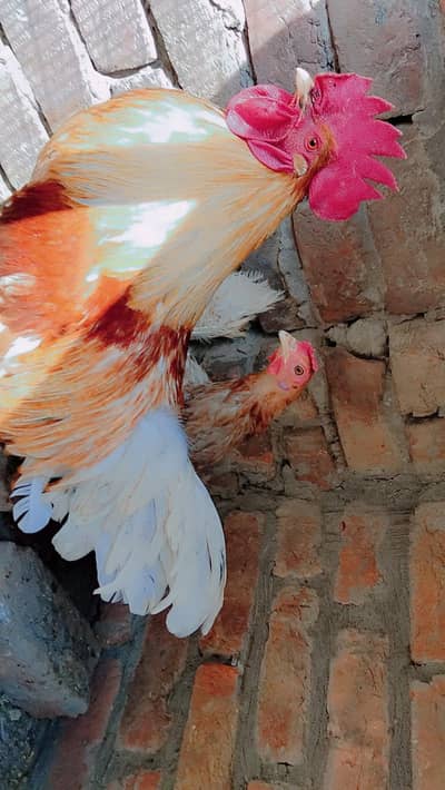 Healthy Laying Hens for Sale