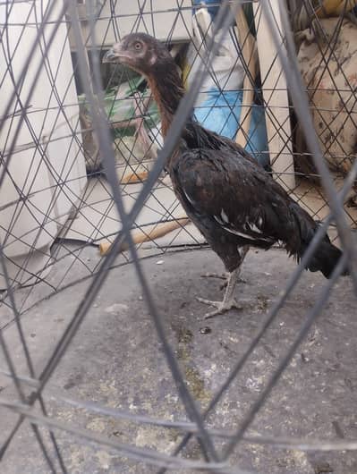 lasani mushki pathi hai