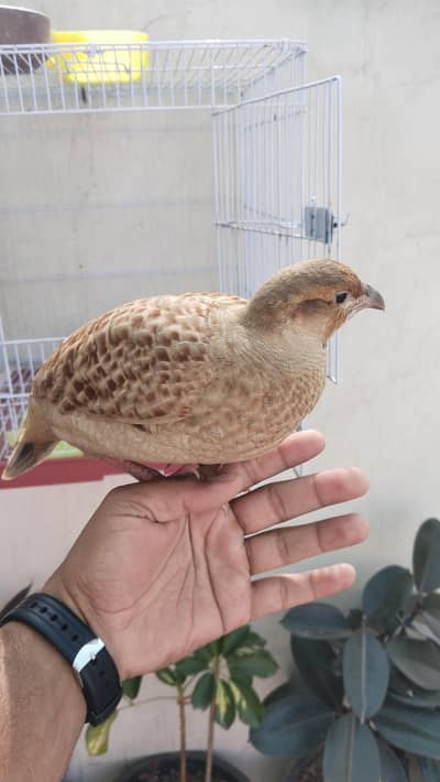 Irani  teetar hand tem Big size male. CT per bolata hai buhat