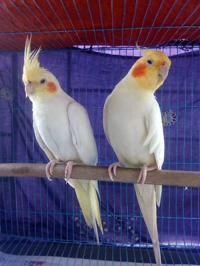 Cocktail Breeder Pair are Available At Reasonable Price And Exchange