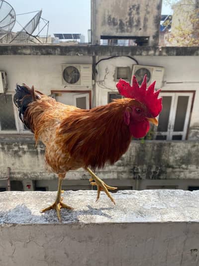 Mixed bread murga for sale