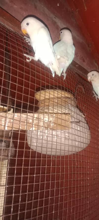 pigeons & parrots for sale