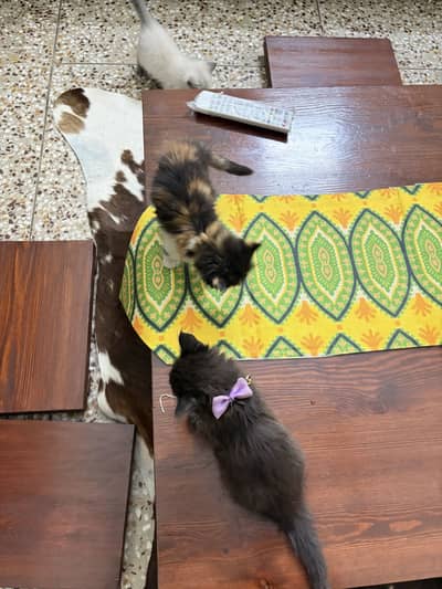 Persian Kittens/ Cats For Sale