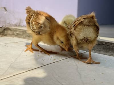 Desi Choose chickens