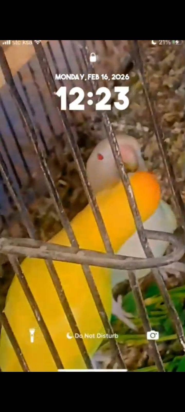 fawn java & love birds 1