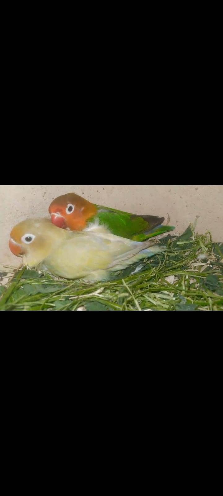 fawn java & love birds 2