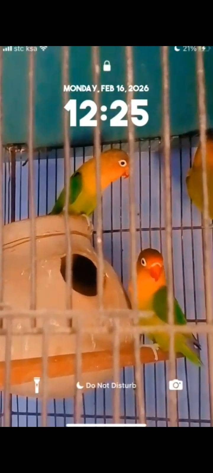 fawn java & love birds 3